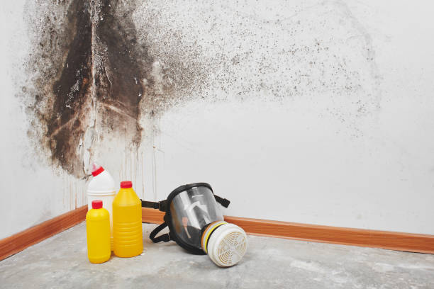 Best Insurance-Related Mold Remediation in Weimar, TX