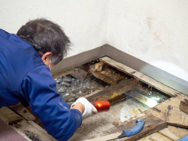 Best DIY Mold Remediation Support Services in Weimar, TX