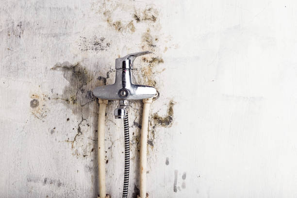 Best Black Mold Remediation in Weimar, TX