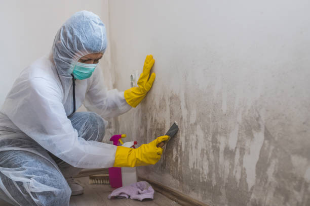 Best White Mold Remediation in Weimar, TX