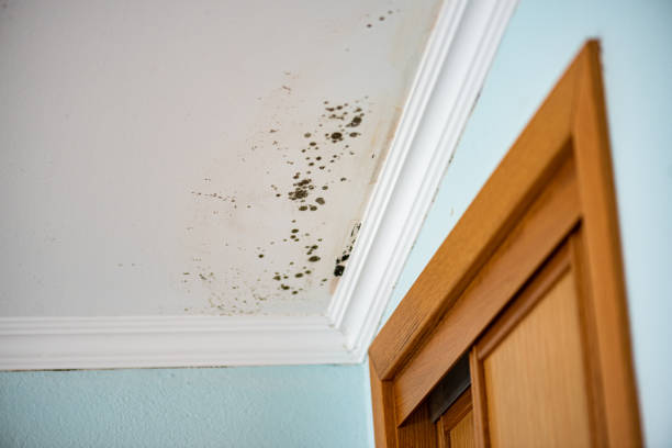 Best Localized Mold Remediation (e.g., coastal areas, humid climates) in Weimar, TX