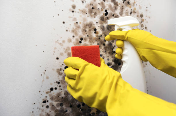 Best Post-Flood Mold Remediation in Weimar, TX