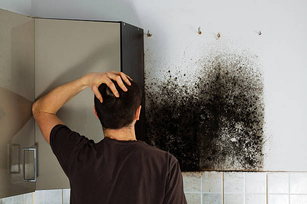 Best Emergency Mold Remediation in Weimar, TX