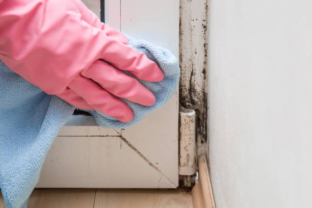 Best Residential Mold Remediation in Weimar, TX