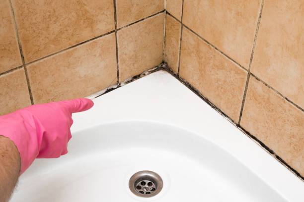 Reliable Weimar, TX Mold Remediation Solutions